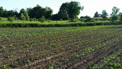 fields of zucchini blossoms