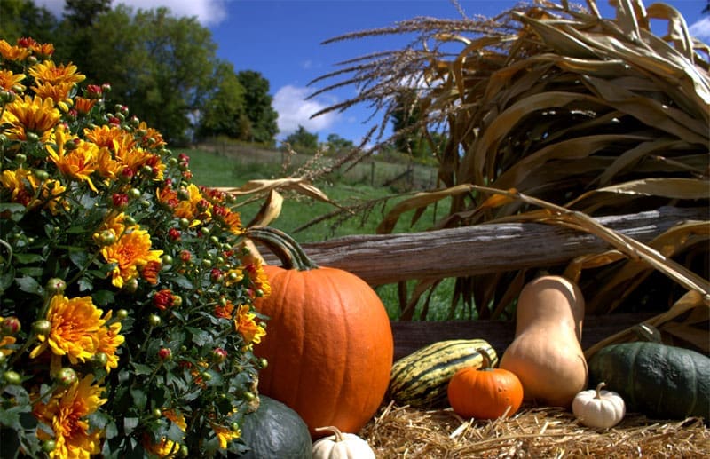 pumpkins and gourds and lots of fall fun