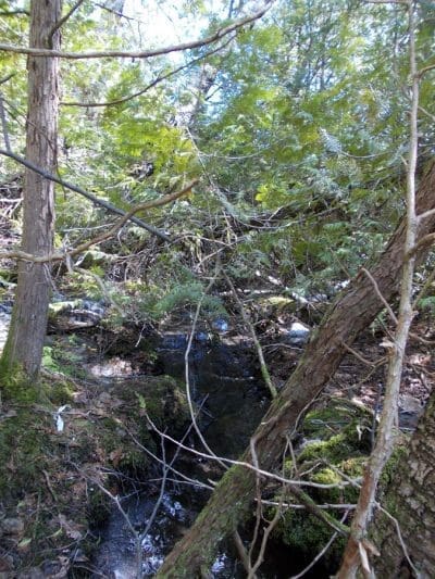 Farm and Forest tour - Go beyond our farm fields and step into the forest for an immersive, curriculum-connected outdoor learning experience.