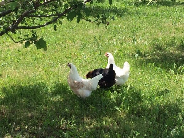 focus on habitats with grade 4's at Forsythe Family Farms