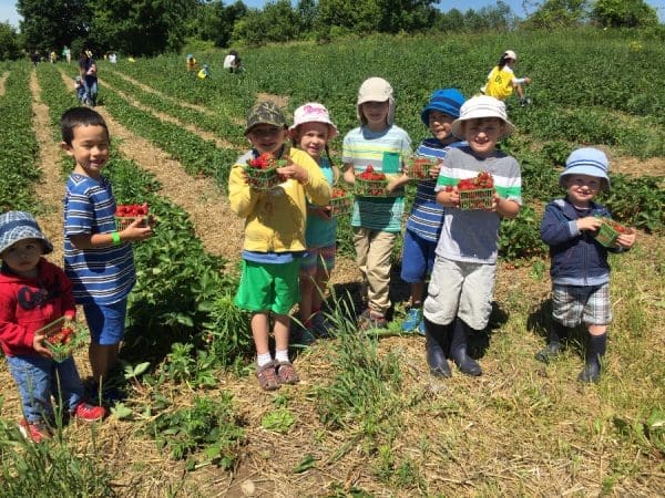 Strawberry Picking