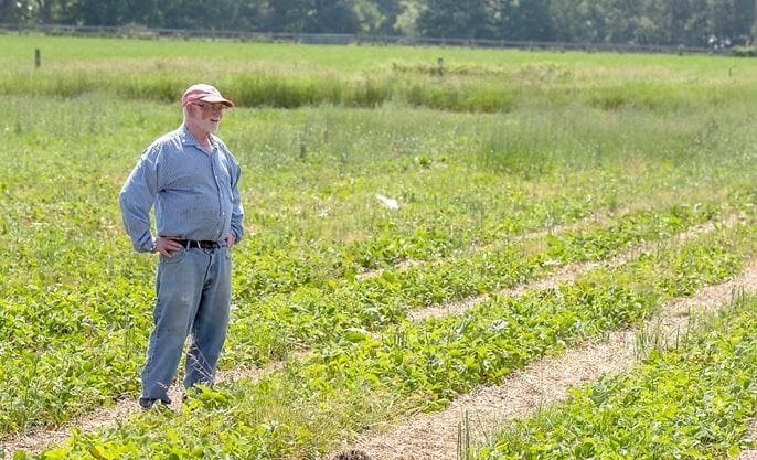 Strawberry Patch Farmer Jim in his strawberry fields