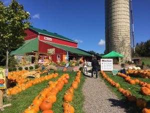 Pumpkins at Forsythe Family Farms