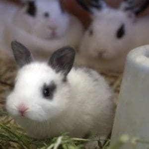 toddler program and bunnies