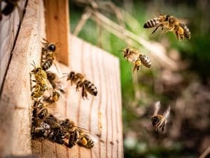 Bees on the Farm