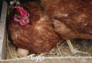 Hen on an egg