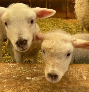twin lambs, spring is here on the farm