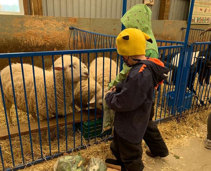 Feeding the Animals Feeding the Animals