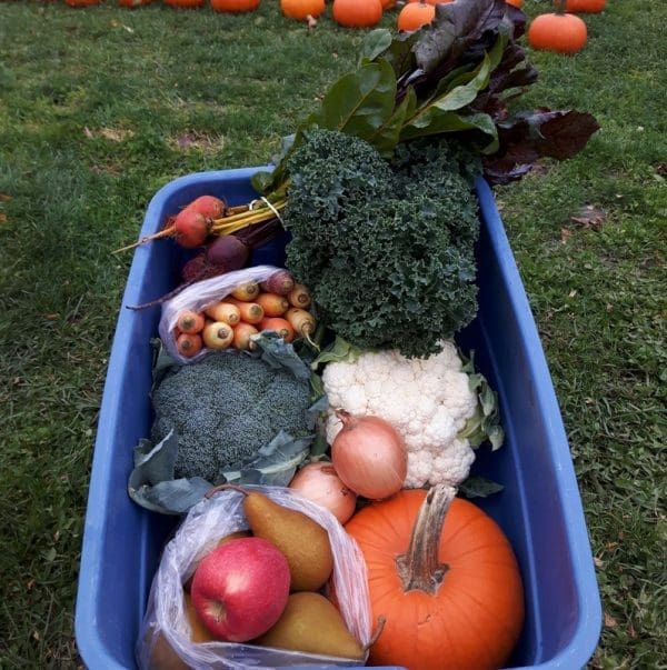 Fall CSA  Bi-Weekly October to December - Image 2