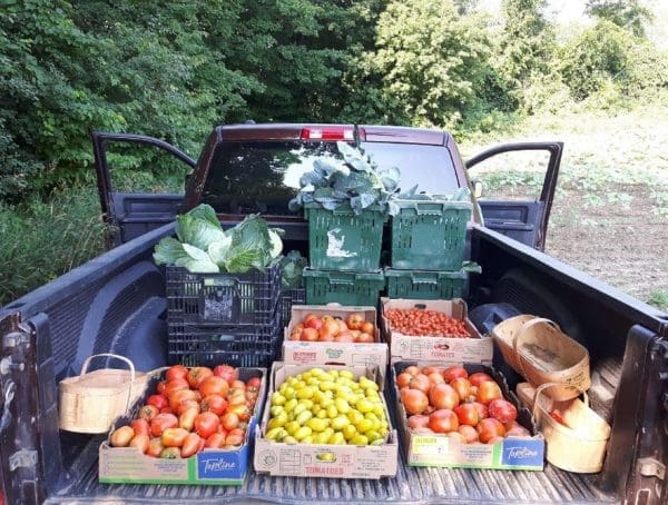 Field tomatoes