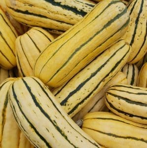 delicata squash