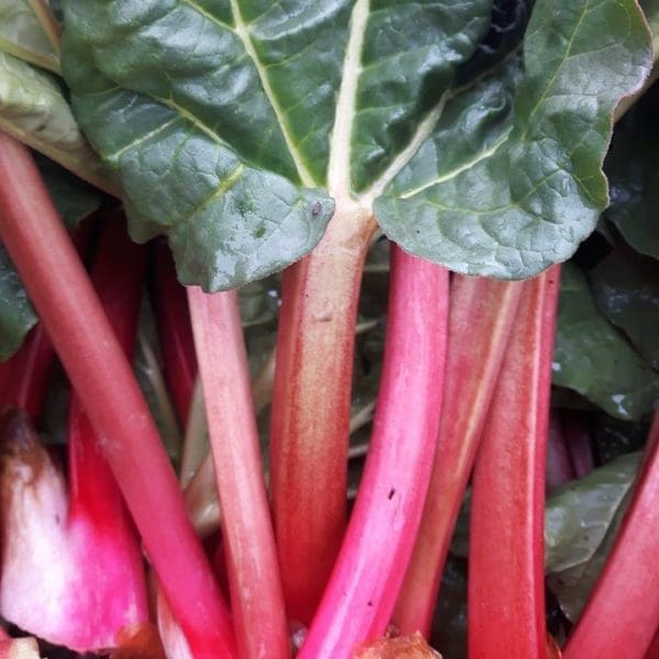 rhubarb