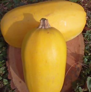 spaghetti squash