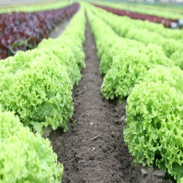 field of greens