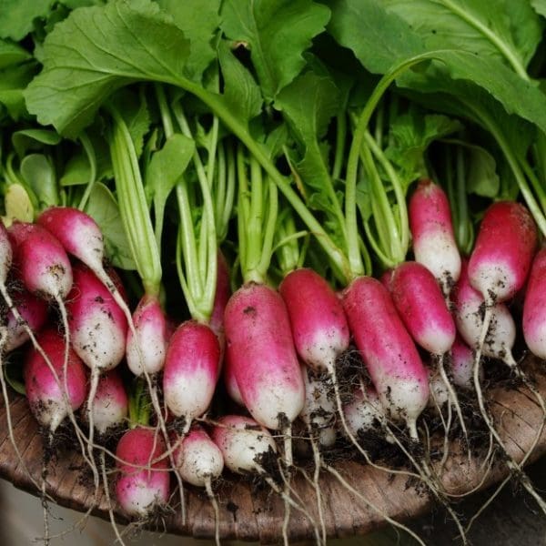 french breakfast radish