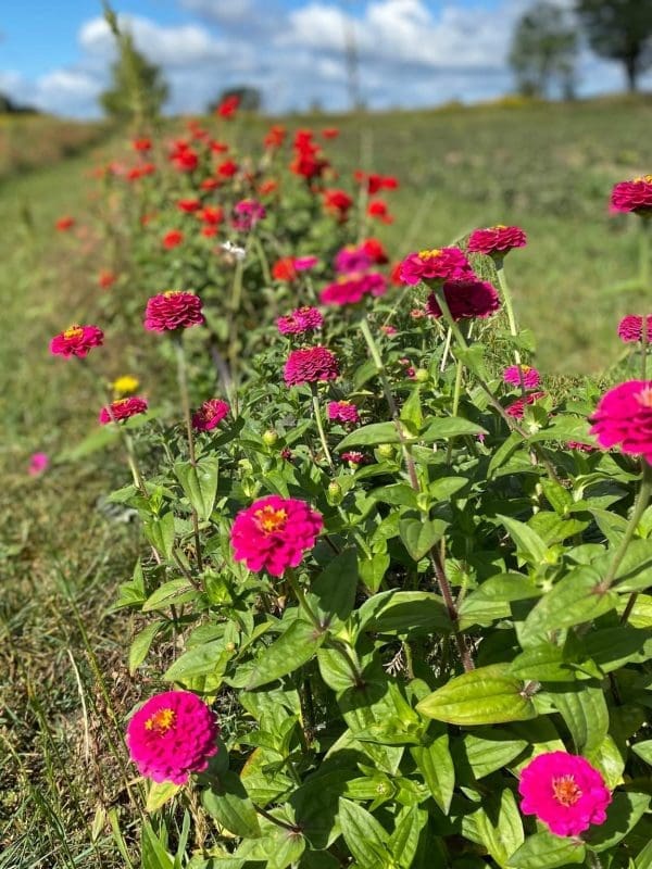 Flower Patch