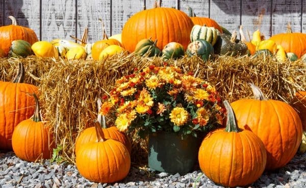 Farm Harvest