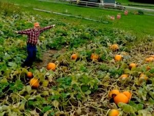 Jim at Forsythe Family Farms in the pumpkin patch