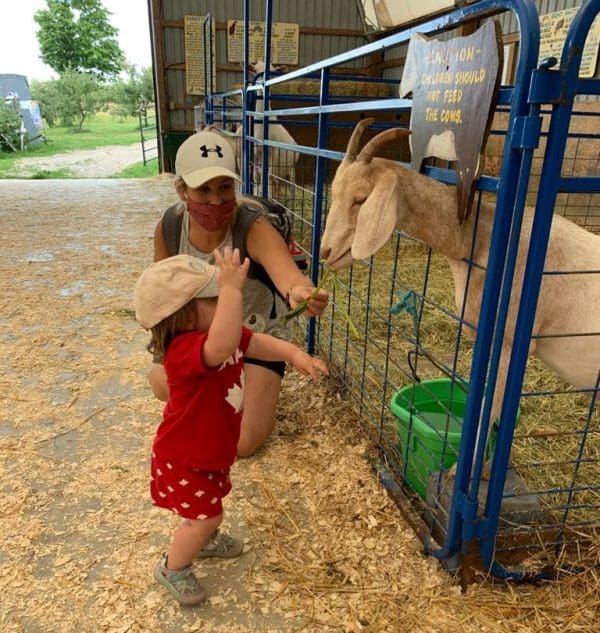 child feeding the farm animals