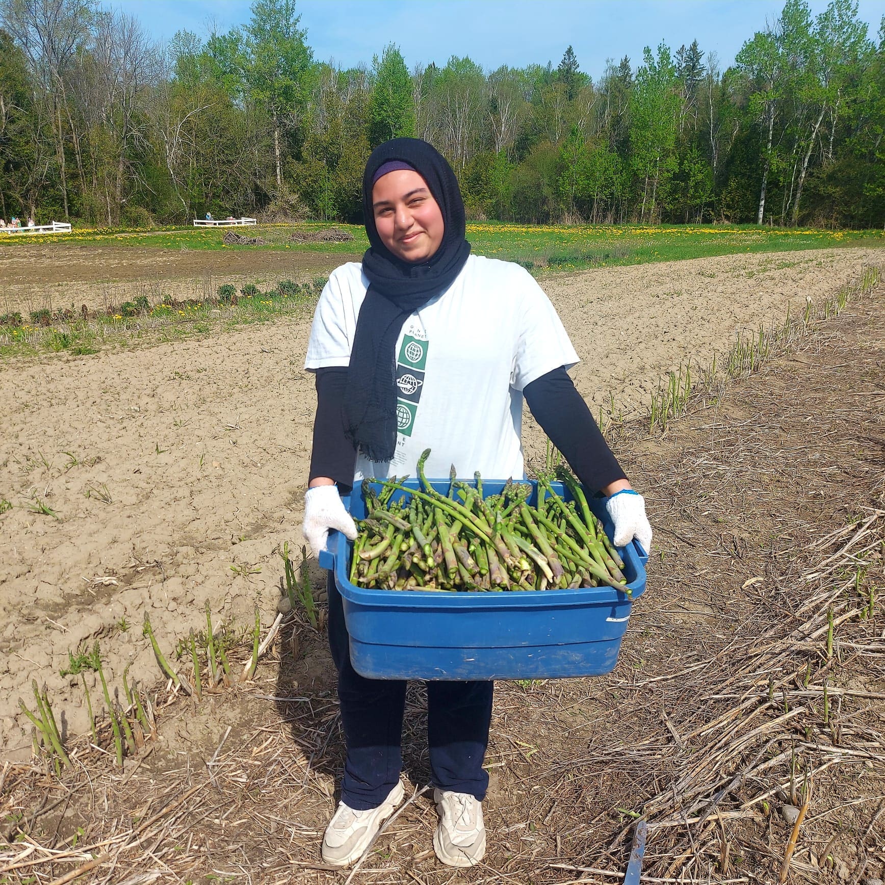 Amal in the fields Amal in the fields