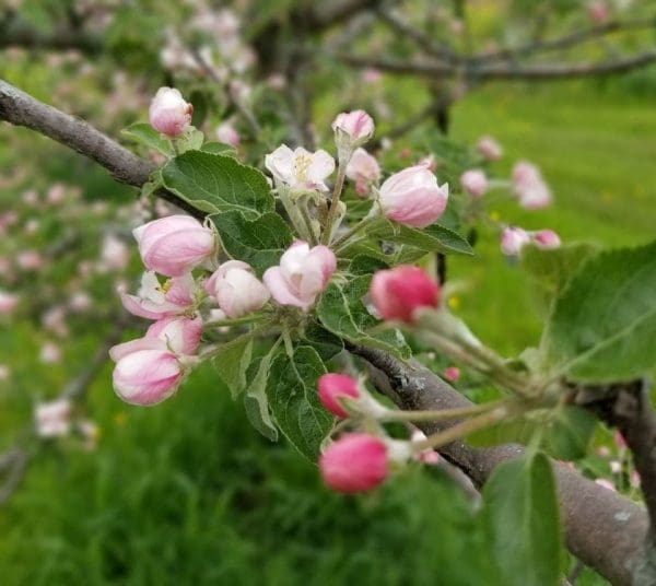 apple blossoms Spring Little Farmers Toddler Program