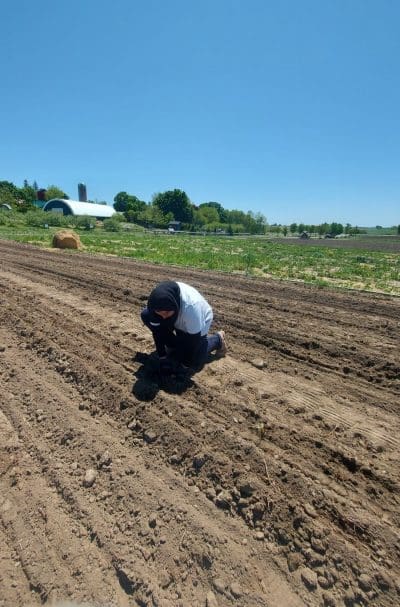 planting lettuce at Forsythe Family Farms