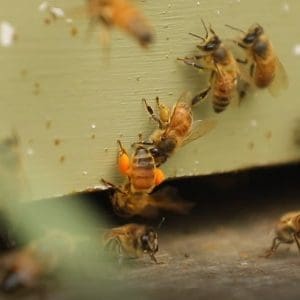 bees carrying pollen to hive