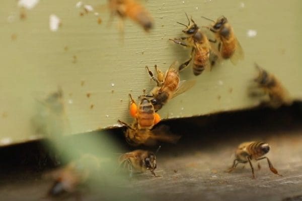 bees carrying pollen to hive