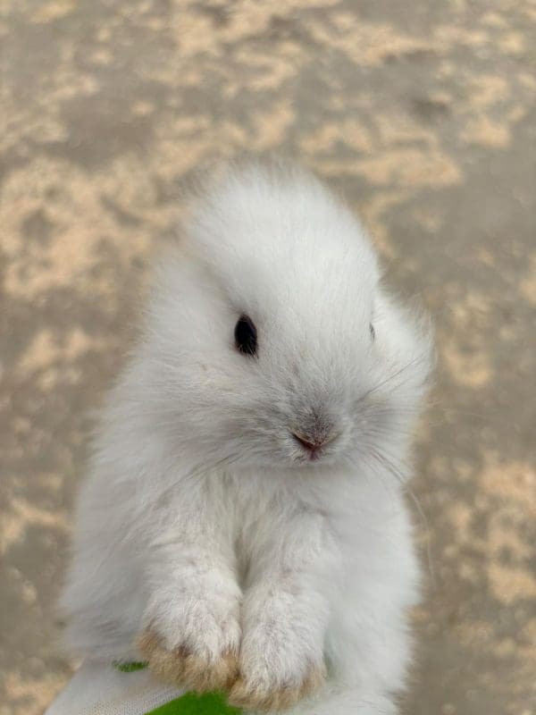 cute bunny that loves to cuddle