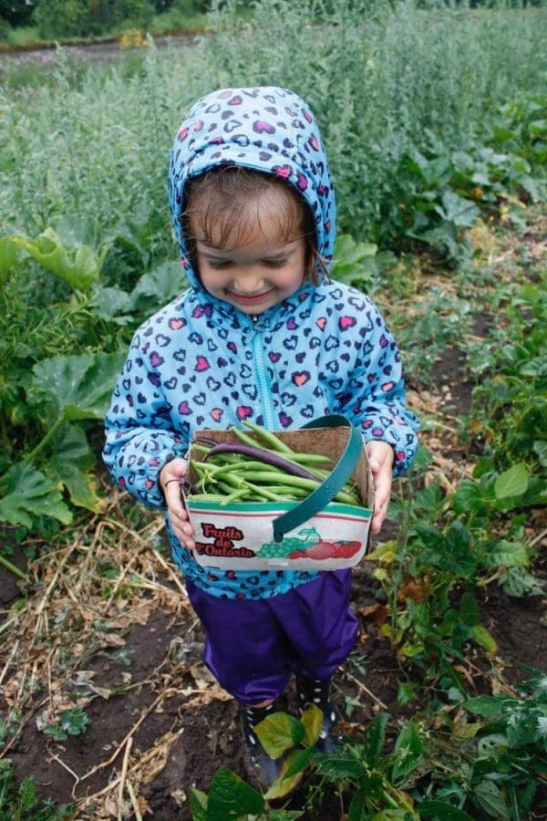 picking beans