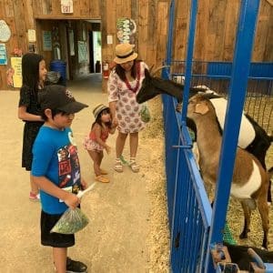 feeding our animals is a popular activity for the public and school tour participants alike Come say hi and cuddle a bunny