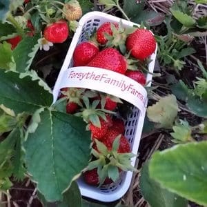 Forsythe Family Farms Strawberry picking Forsythe Family Farms Strawberry picking