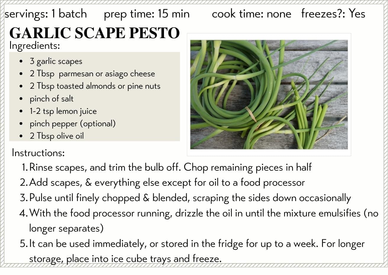Garlic Scape Pesto Recipe for Forsythe Family Farms